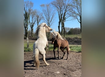 IJslander, Hengst, 3 Jaar, 144 cm