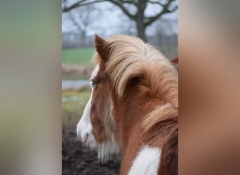 IJslander, Hengst, 3 Jaar, 144 cm