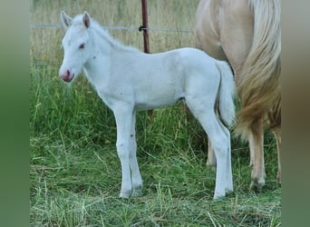 IJslander, Hengst, 4 Jaar, 130 cm, Cremello