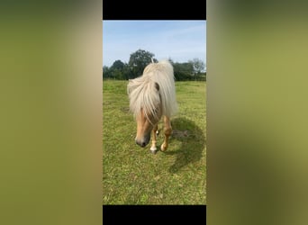 IJslander, Hengst, 4 Jaar, 140 cm, Palomino