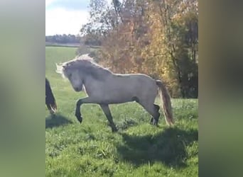 IJslander, Hengst, 4 Jaar, 140 cm, Schimmel