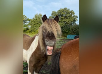 IJslander, Hengst, 4 Jaar, 142 cm, Gevlekt-paard