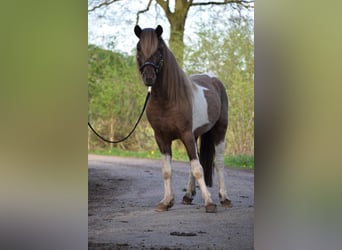 IJslander, Hengst, 4 Jaar, 142 cm, Gevlekt-paard