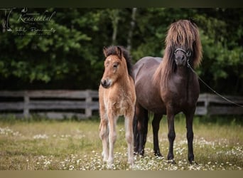 IJslander, Hengst, 4 Jaar, 143 cm, Bruin