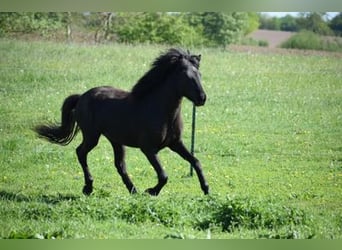 IJslander, Hengst, 4 Jaar, 148 cm, Zwart