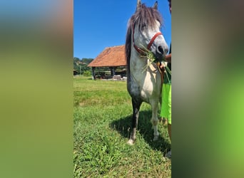 IJslander, Hengst, 5 Jaar, 140 cm, Schimmel