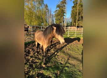 IJslander, Hengst, 5 Jaar, 142 cm
