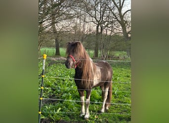 IJslander, Hengst, 5 Jaar, 142 cm, Gevlekt-paard