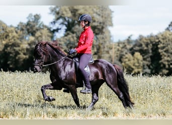 IJslander, Hengst, 6 Jaar, 146 cm, Zwart