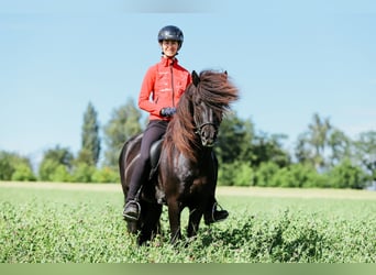 IJslander, Hengst, 6 Jaar, 146 cm, Zwart