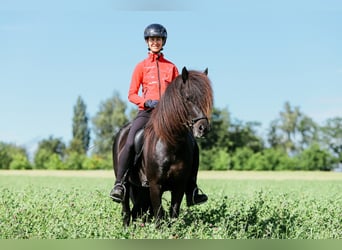IJslander, Hengst, 6 Jaar, 146 cm, Zwart