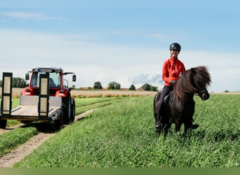 IJslander, Hengst, 6 Jaar, 146 cm, Zwart
