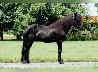 IJslander, Hengst, 6 Jaar, 146 cm, Zwart