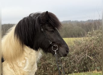 IJslander, Hengst, 7 Jaar, 134 cm, Gevlekt-paard