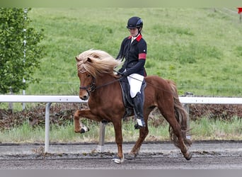 IJslander, Hengst, 7 Jaar, 141 cm, Vos