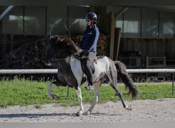 IJslander, Hengst, 7 Jaar, 150 cm, Gevlekt-paard