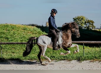 IJslander, Hengst, 7 Jaar, 150 cm, Gevlekt-paard