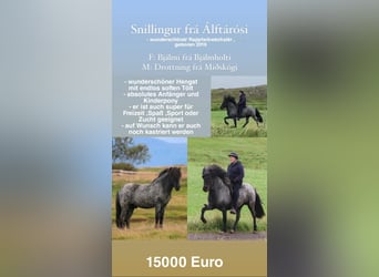 IJslander, Hengst, 7 Jaar