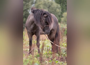 IJslander, Hengst, 7 Jaar, Grullo