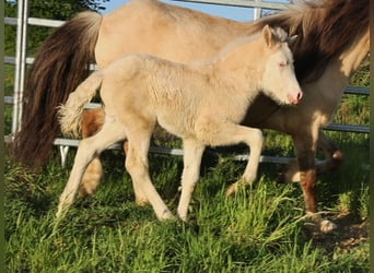 IJslander, Hengst, 8 Jaar, 137 cm, Gevlekt-paard