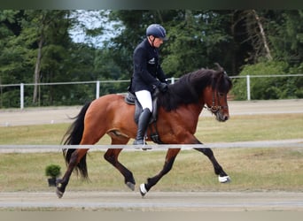 IJslander, Hengst, 16 Jaar, 149 cm, Bruin