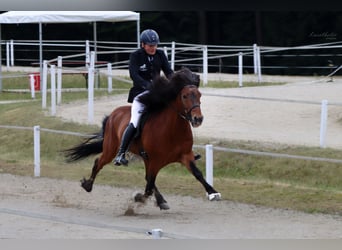 IJslander, Hengst, 16 Jaar, 149 cm, Bruin