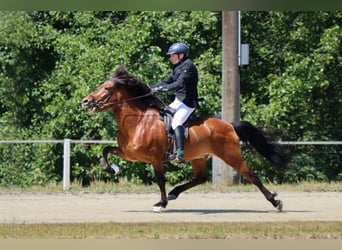 IJslander, Hengst, 16 Jaar, 149 cm, Bruin