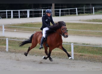 IJslander, Hengst, 16 Jaar, 149 cm, Bruin