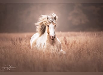 IJslander, Hengst, 6 Jaar, 152 cm, Gevlekt-paard