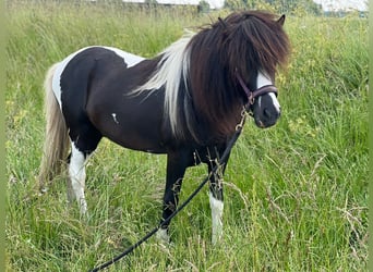 IJslander, Hengst, 5 Jaar, 140 cm, Gevlekt-paard
