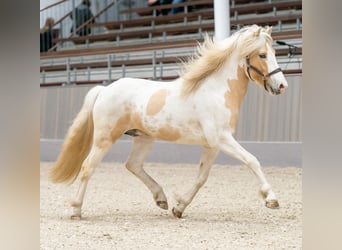 Islandpferd, Hengst, 4 Jahre, 152 cm, Schecke