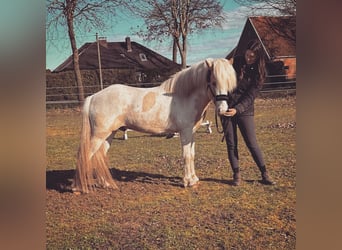 Islandpferd, Hengst, 4 Jahre, 152 cm, Schecke