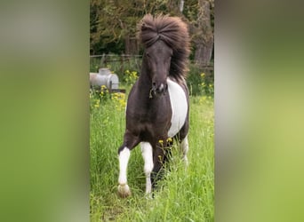 IJslander, Hengst, 4 Jaar, 140 cm, Gevlekt-paard