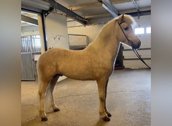 IJslander, Hengst, 6 Jaar, 145 cm, Palomino