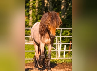 IJslander, Hengst, 4 Jaar, 141 cm, Roan-Bay