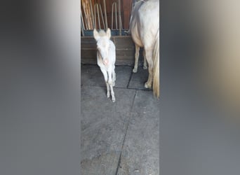 IJslander, Hengst, Veulen (06/2025), 140 cm, Perlino