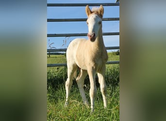 IJslander, Hengst, Veulen (05/2026), 140 cm, Wit