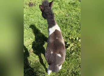 IJslander, Hengst, , 144 cm, Gevlekt-paard