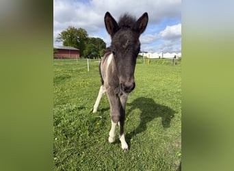 IJslander, Hengst, , 144 cm, Gevlekt-paard