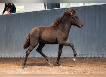 IJslander, Hengst, Veulen (05/2026), 145 cm, Schimmel