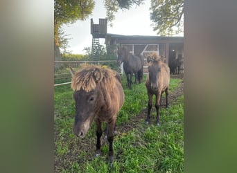 IJslander, Hengst, Veulen (04/2025), Donkerbruin