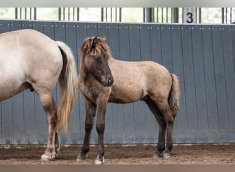 IJslander, Hengst, Veulen (05/2026), Falbe