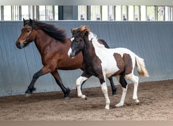 IJslander, Hengst, Veulen (03/2026), Gevlekt-paard