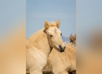 IJslander, Hengst, Veulen (06/2025), Palomino