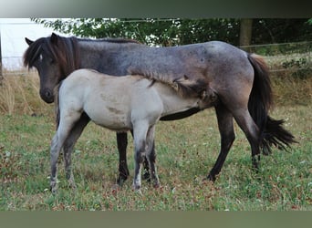 IJslander, Hengst, Veulen (04/2026), Roan-Blue