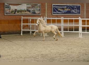 IJslander, Hengst, 5 Jaar, 143 cm, Wit