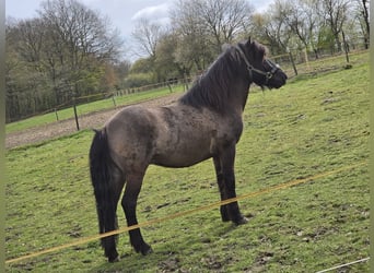 IJslander, Hengst, 4 Jaar, 142 cm, Zwart