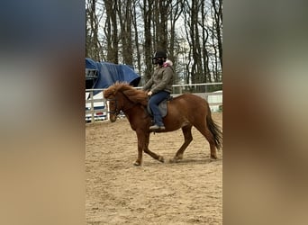 IJslander, Merrie, 10 Jaar, 129 cm, Vos