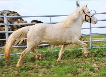 IJslander, Merrie, 10 Jaar, 136 cm, Perlino