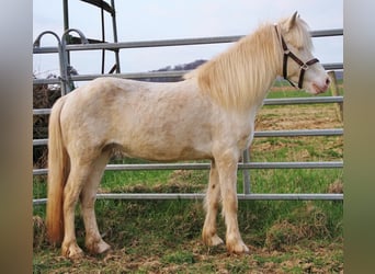 IJslander, Merrie, 10 Jaar, 136 cm, Perlino